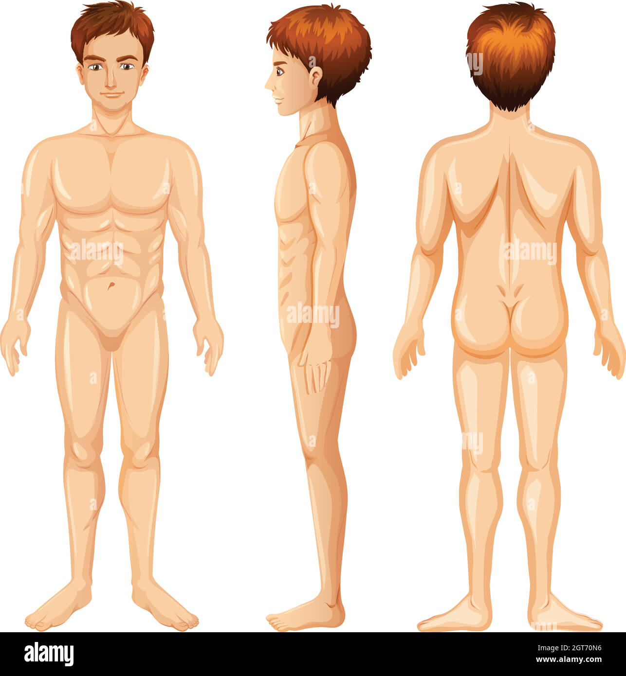 Human body front back drawing vector hi-res stock photography and