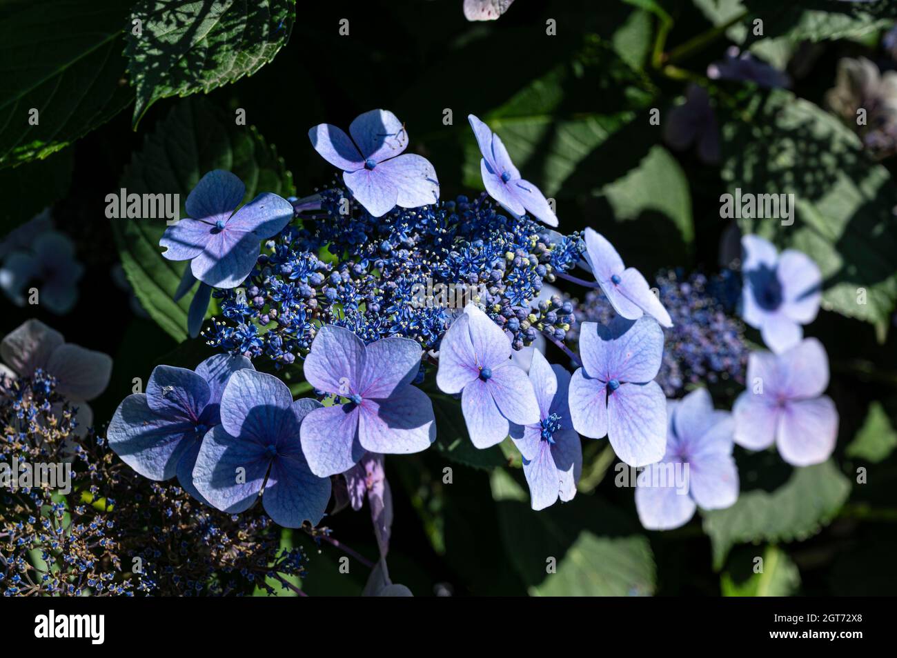 Hydrangea Serrata Bluebird, Hydrangea serrata Acuminata,Hydrangea serrata f. acuminata,Hydrangea acuminata,Hydrangea serrata var. acuminate,Hydrangea Stock Photo
