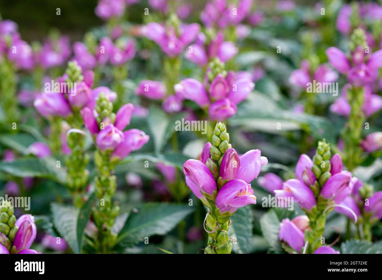 Chelone obliqua, twisted shell flower, Plantaginaceae. Stock Photo