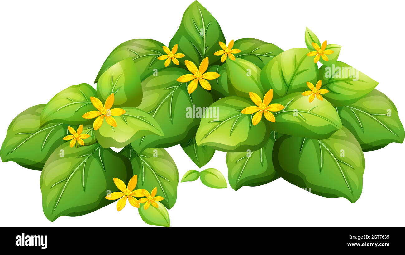 Plant with green leaves and yellow flower Stock Vector