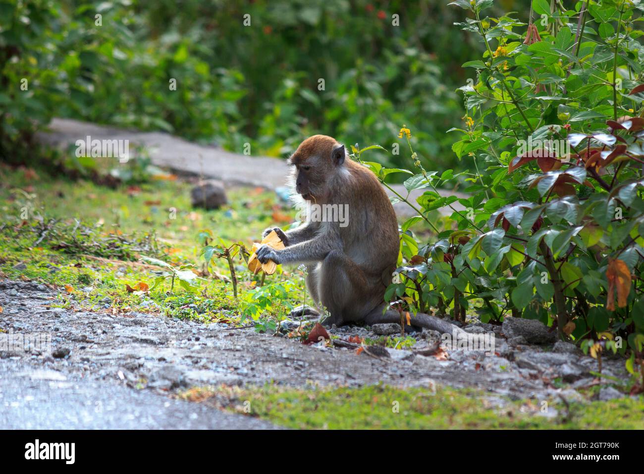 Portrait, A Monkey Busy Peeling A Banana While Sitting Sweet, Aceh Stock  Photo - Alamy