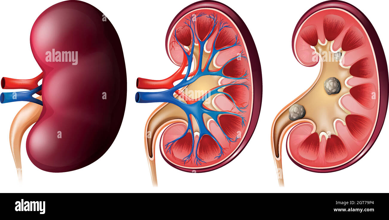 Kidney Function Set Laboratory set up Stock Vector Images - Alamy