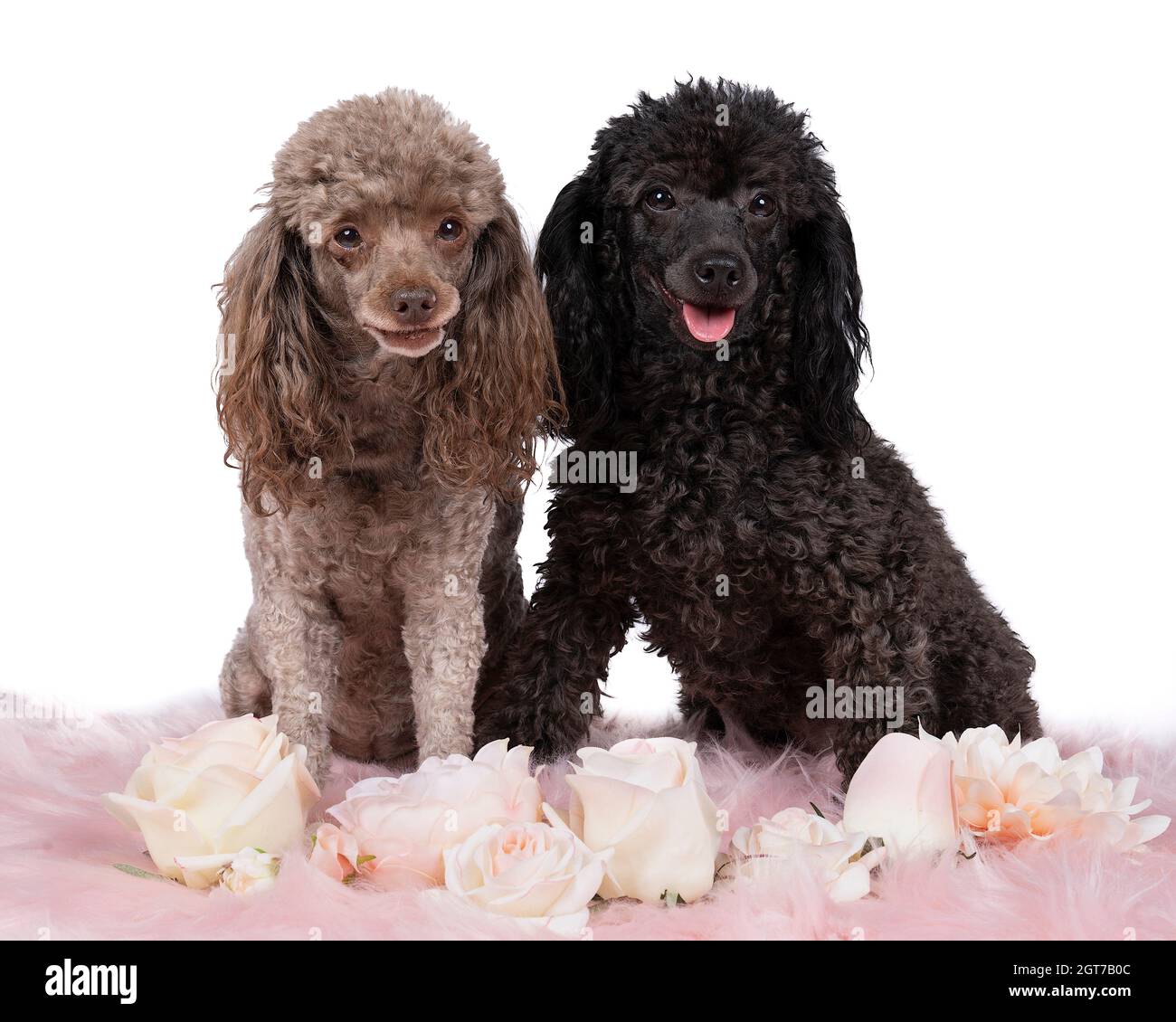 black teacup poodle for sale