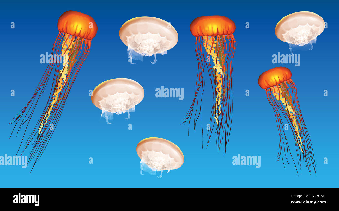 Underwater scene with jellyfish swimming Stock Vector Image & Art - Alamy