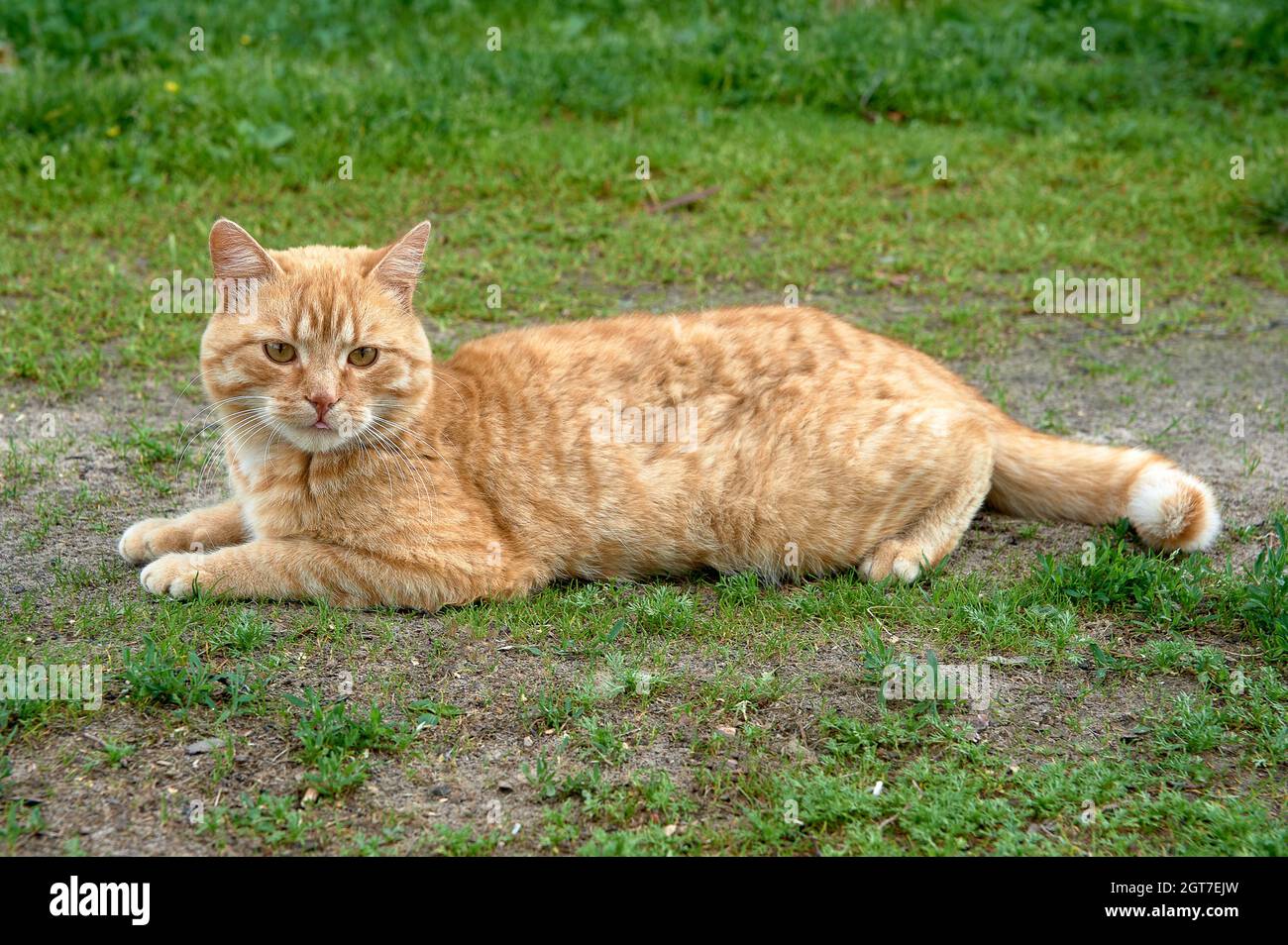 Ginger baby cat hi-res stock photography and images - Alamy