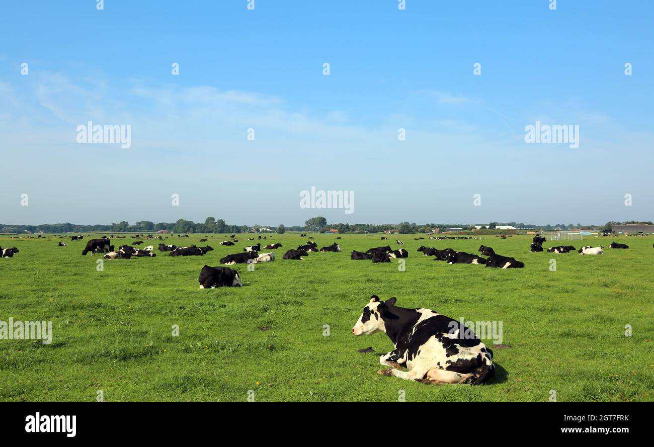 Cows On Grassy Field Against Sky Stock Photo