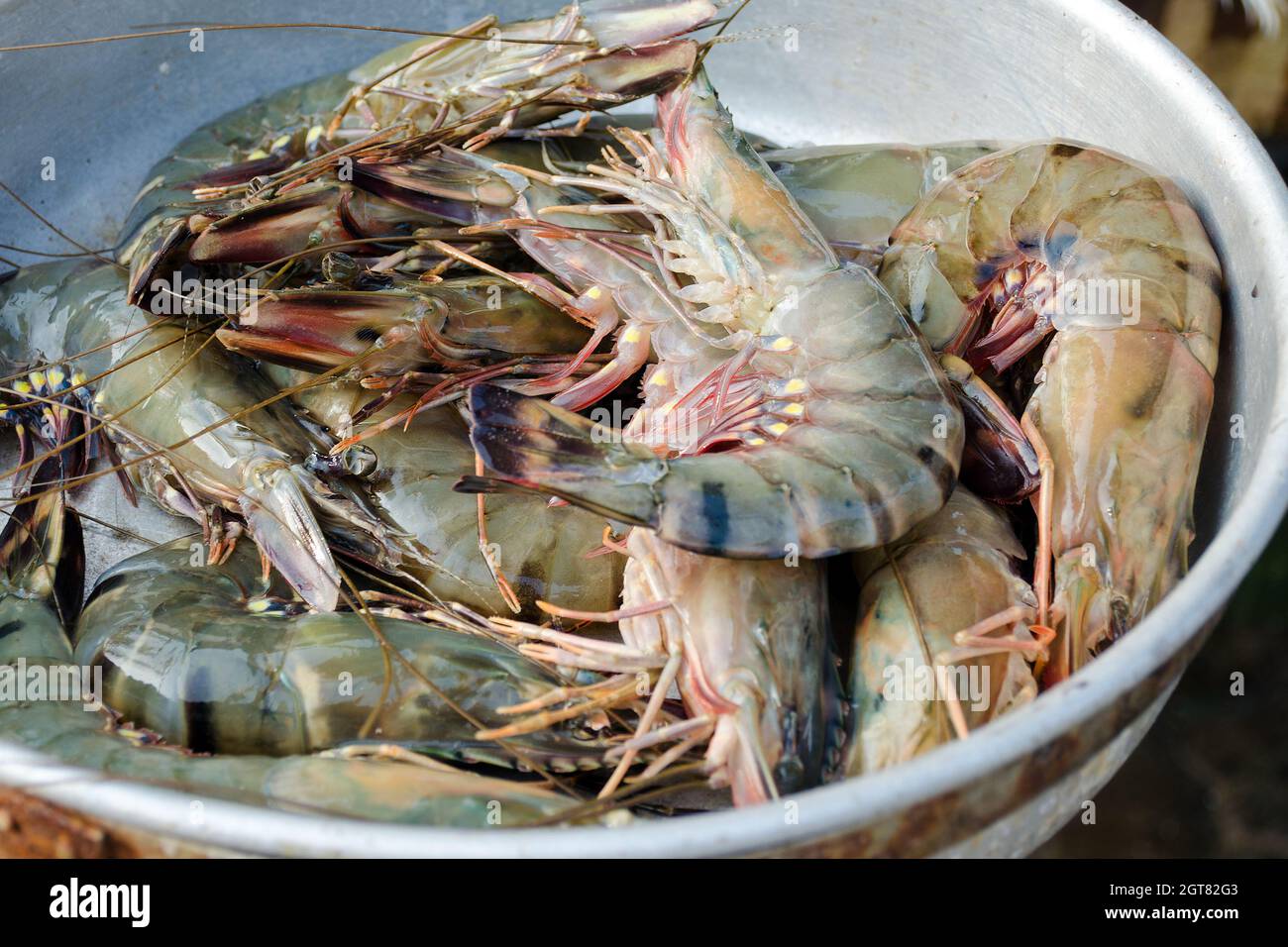 Fresh Shrimps In Bowl. Fish And Seafood Market In Sri Lanka Stock Photo