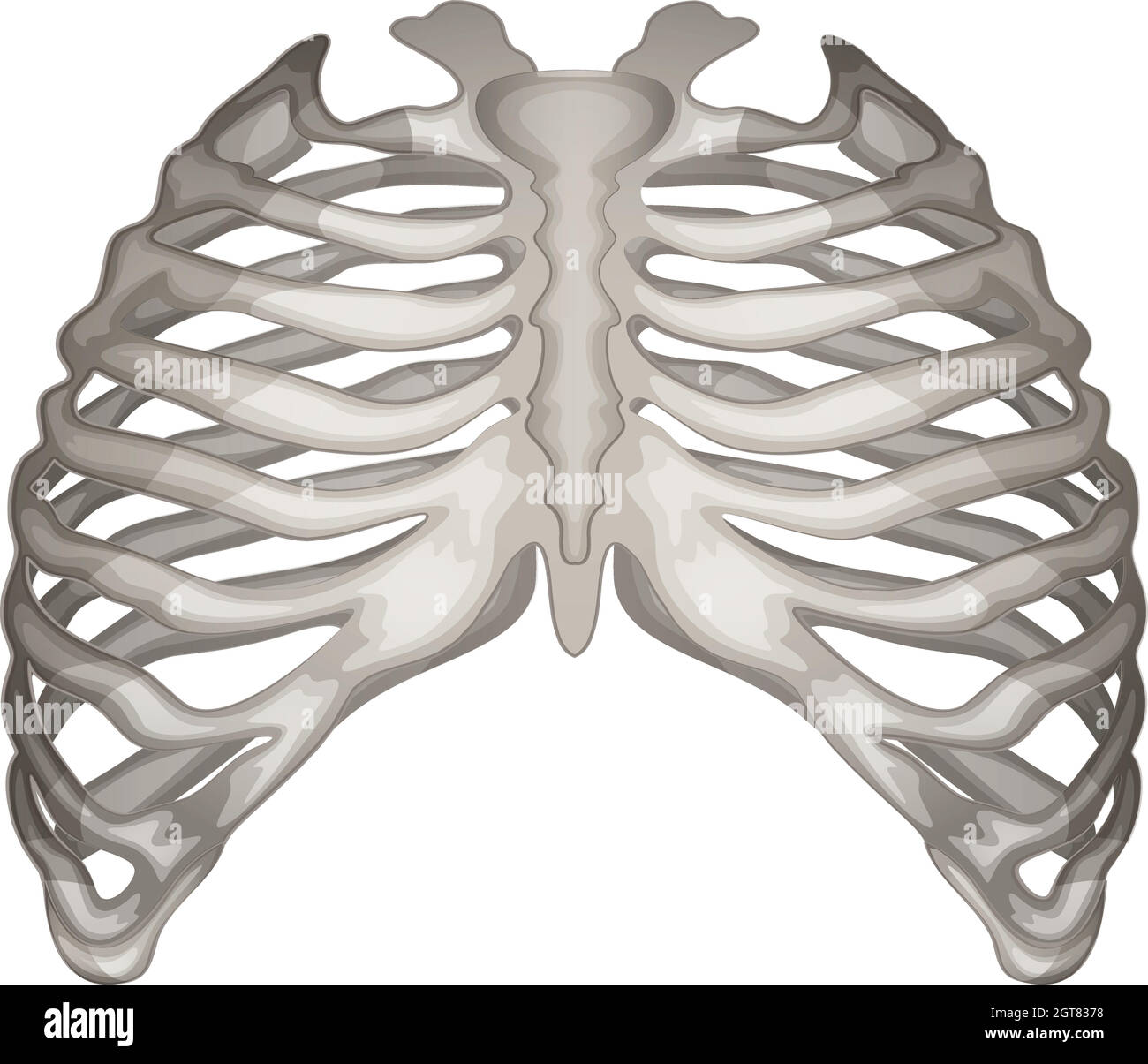 Pectoral girdle hi-res stock photography and images - Alamy