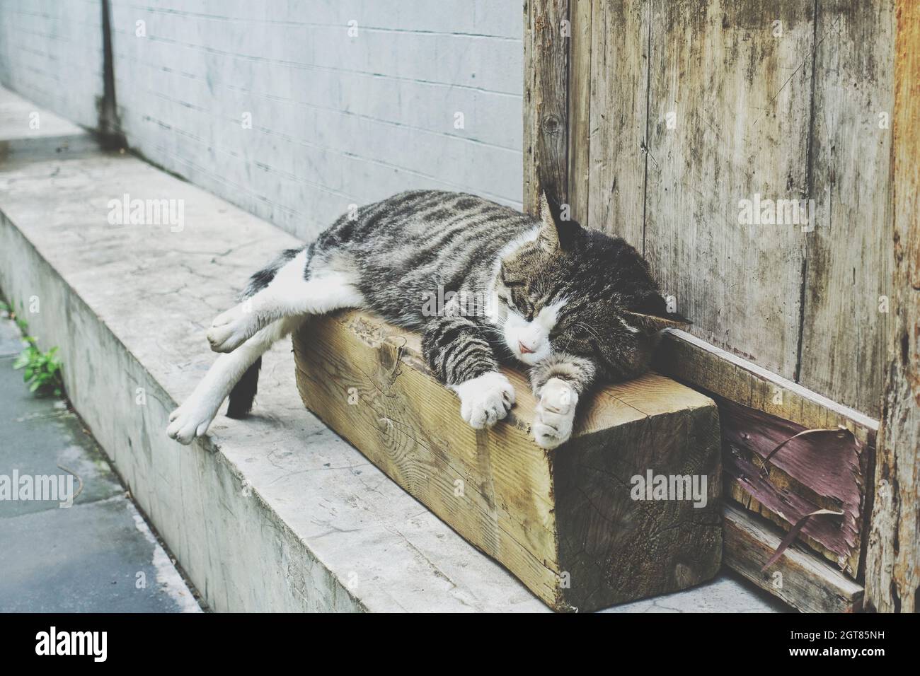 Cat Resting On Staircase Stock Photo Alamy