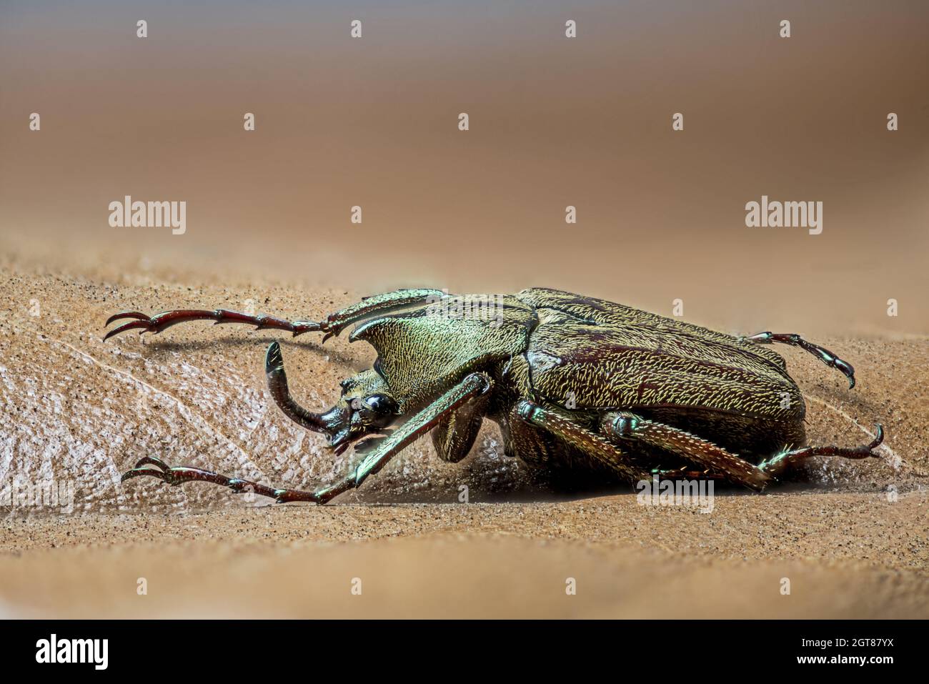 Sun Beetle, Male - Mycteristes rhinophyllus Stock Photo - Alamy