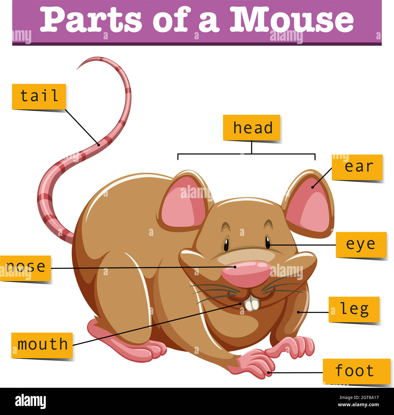 Diagram showing parts of mouse Stock Vector