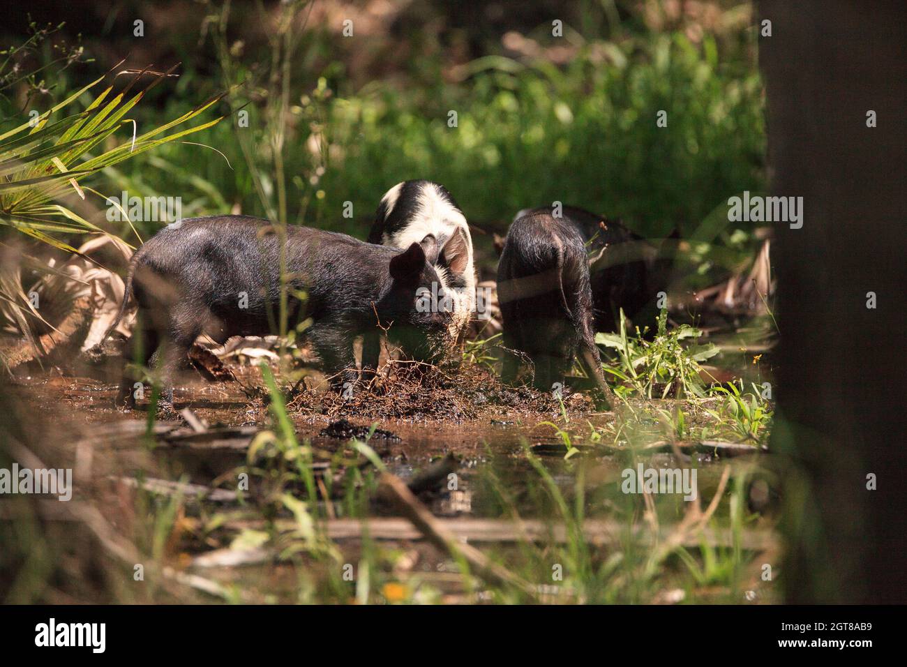 Baby Wild Hog Also Called Feral Hog Or Sus Scrofa Forage For Food In Myakka River State Park Stock Photo