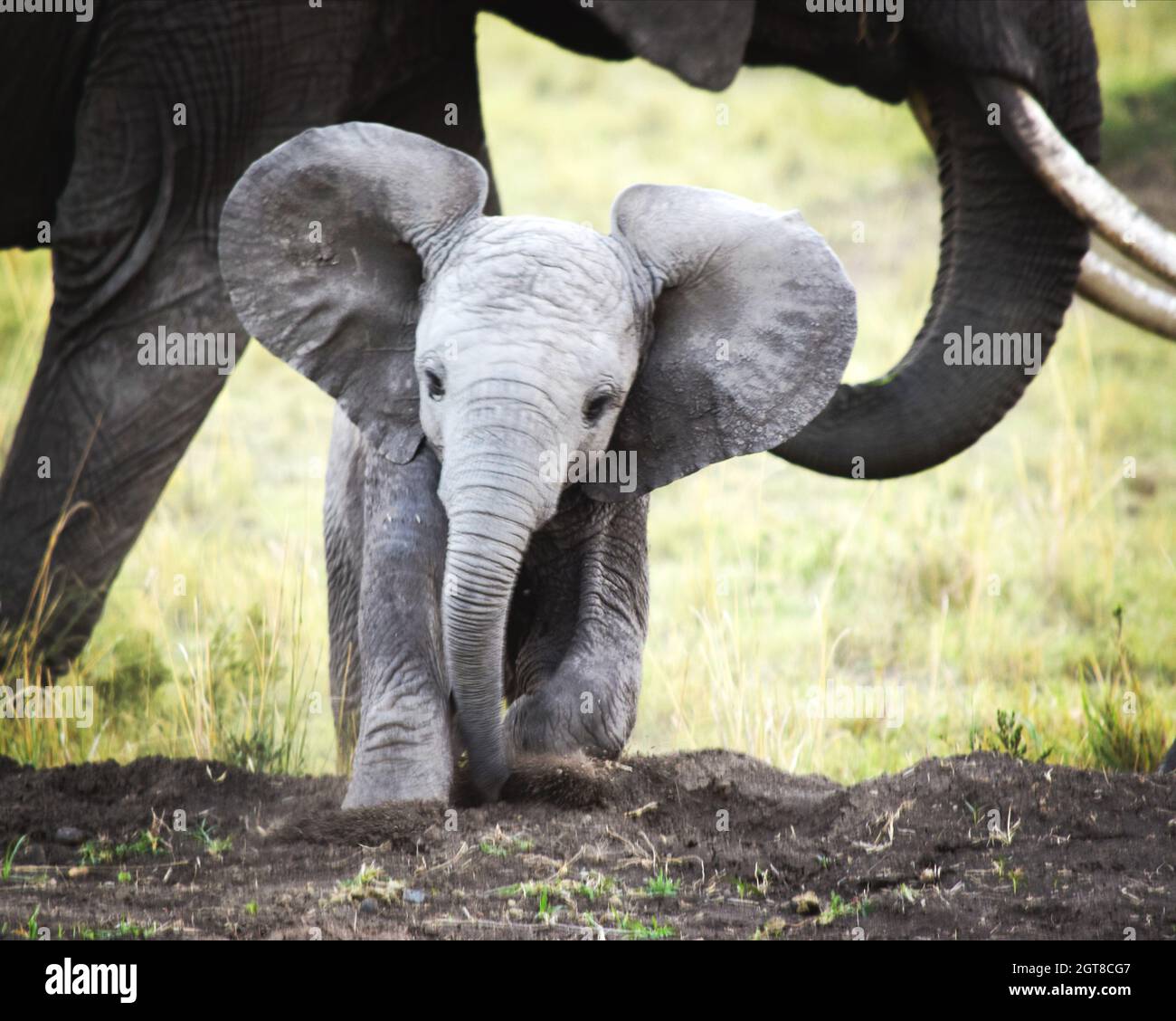 Front View Elephant Calf Stock Photo - Alamy