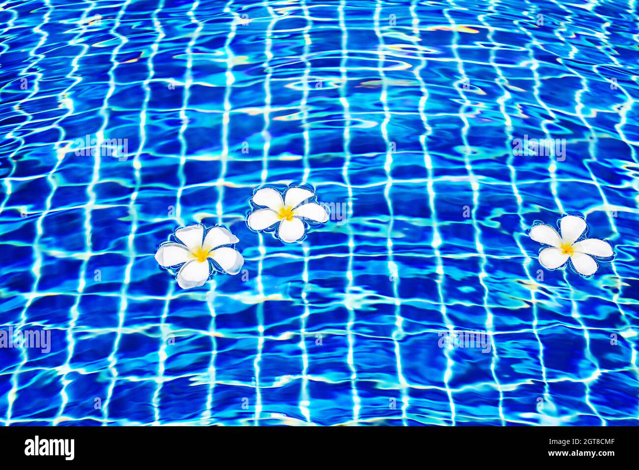 Swimming pool blue water surface background, floating white plumeria frangipani flowers, poolside, tropical sea beach nature, summer holidays vacation Stock Photo