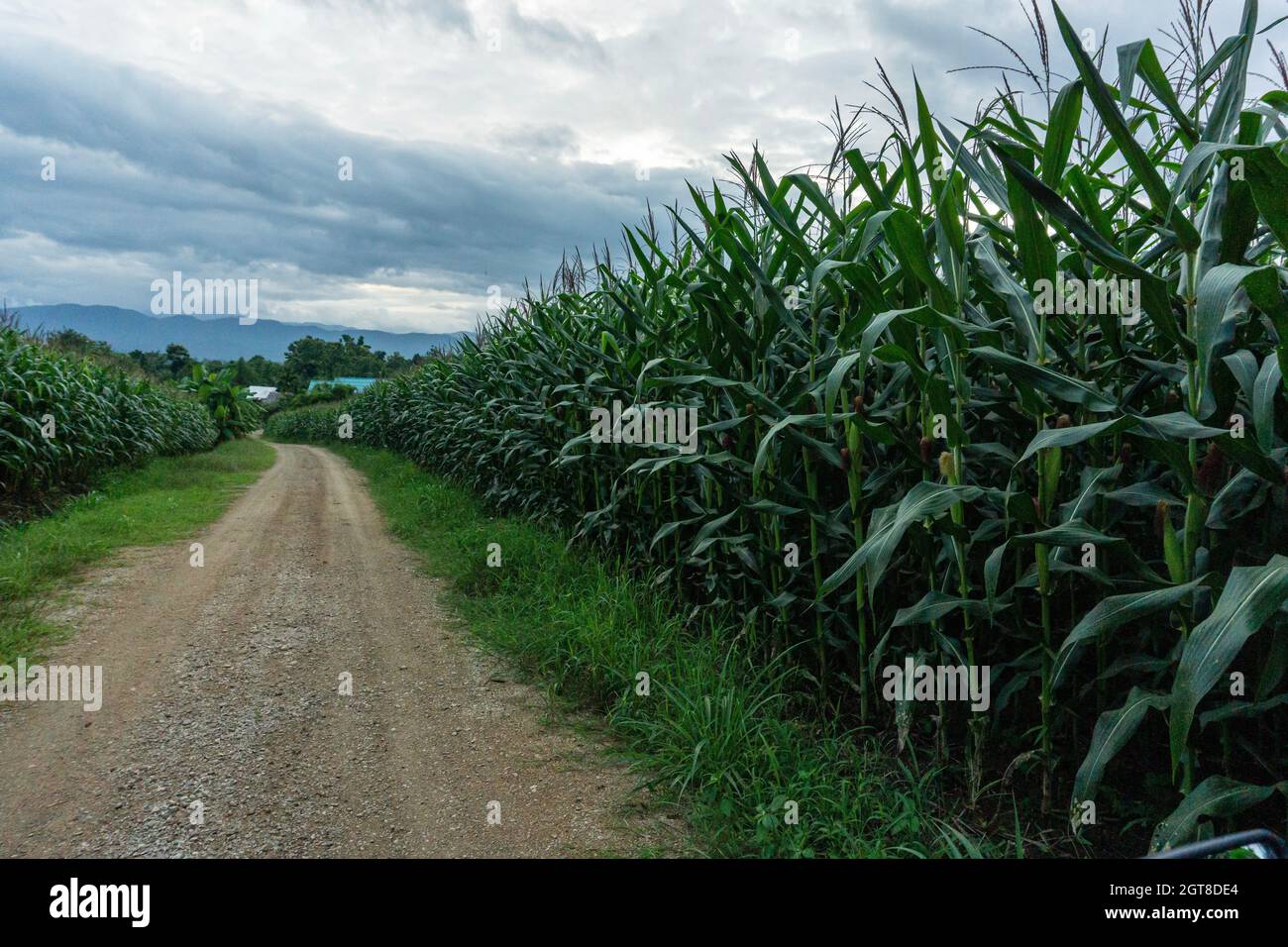 Plants Growing On Field By Road Against Sky Stock Photo