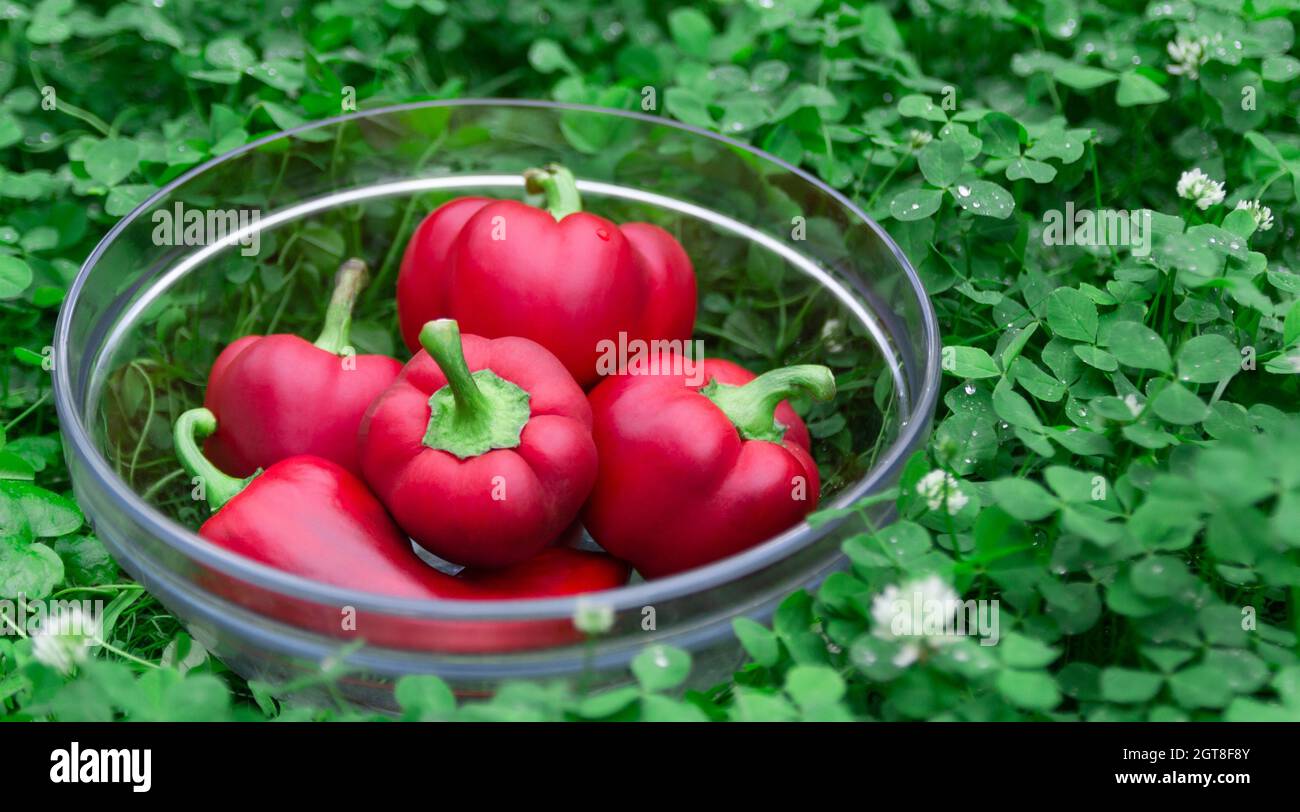 Sweet red peppers in a glass basket on green grass. Vegetables for