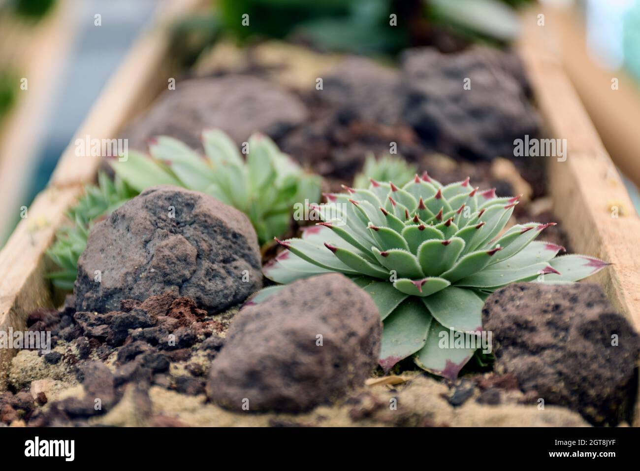 High Angle View Of Potted Plant. Succulent Plants. Stock Photo