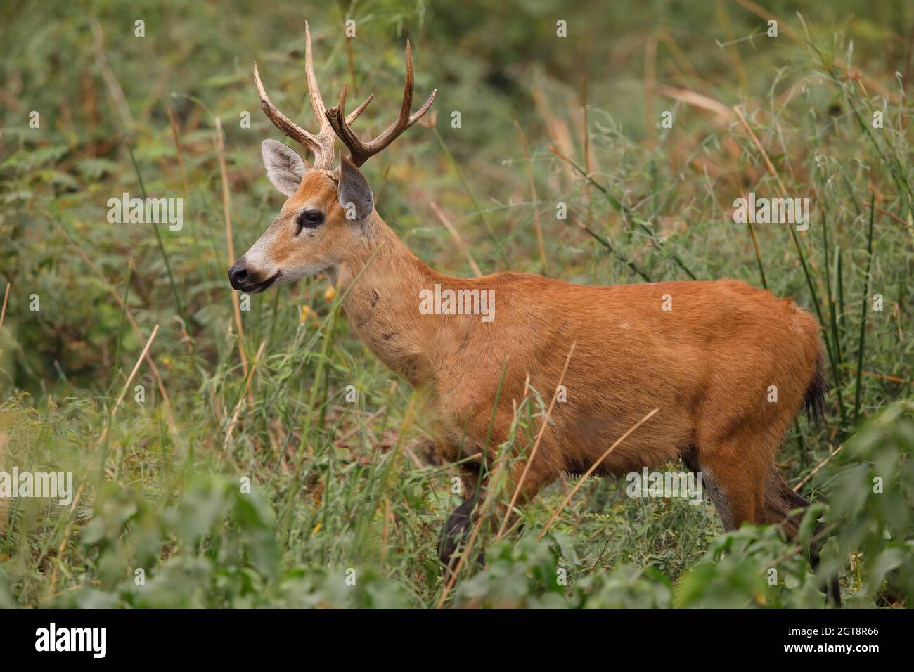 Marsh Deer, Pouso Alegre, Pantanal, MT, Brazil, September 2017 Stock Photo