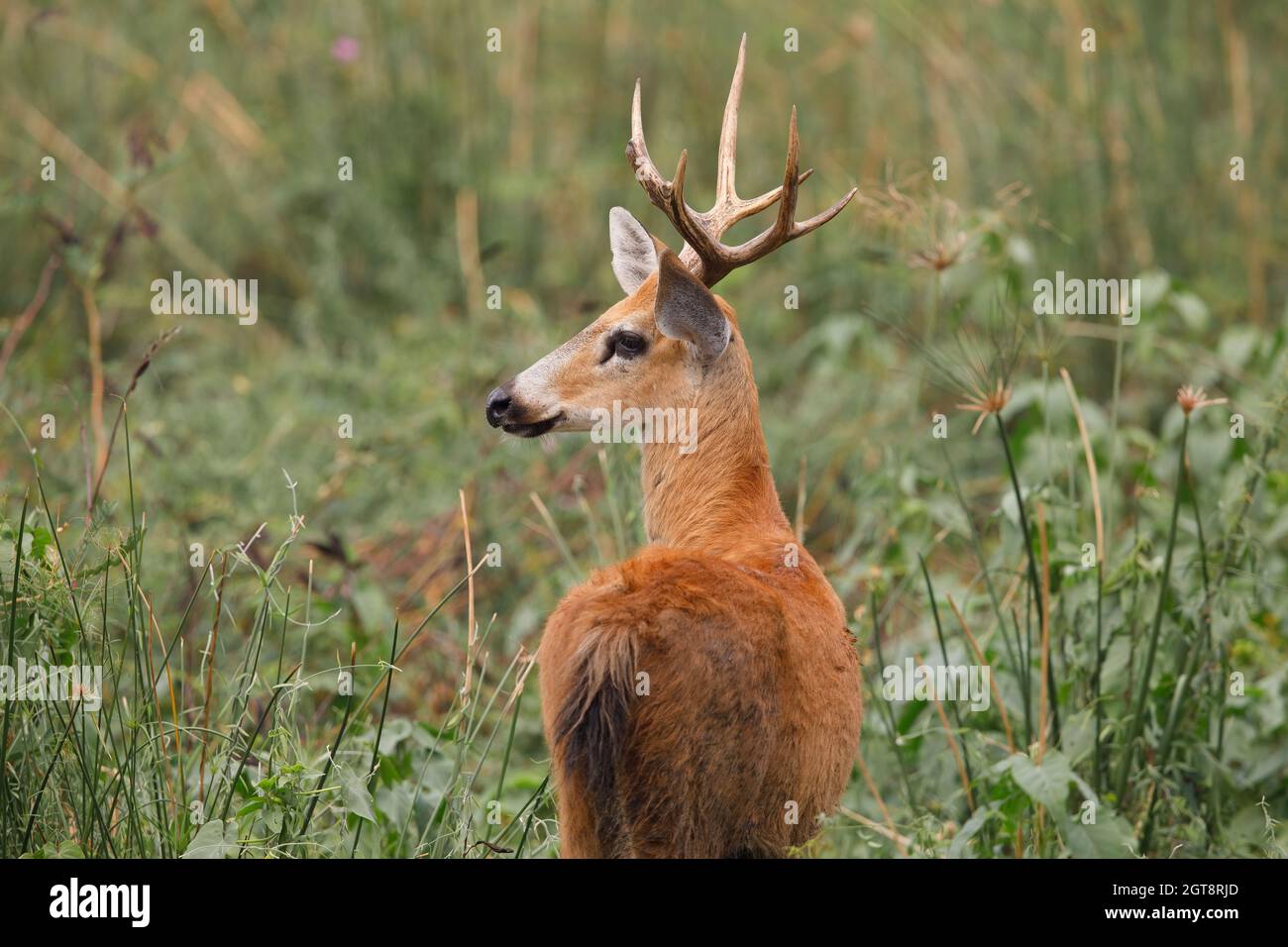 Marsh Deer, Pouso Alegre, Pantanal, MT, Brazil, September 2017 Stock Photo