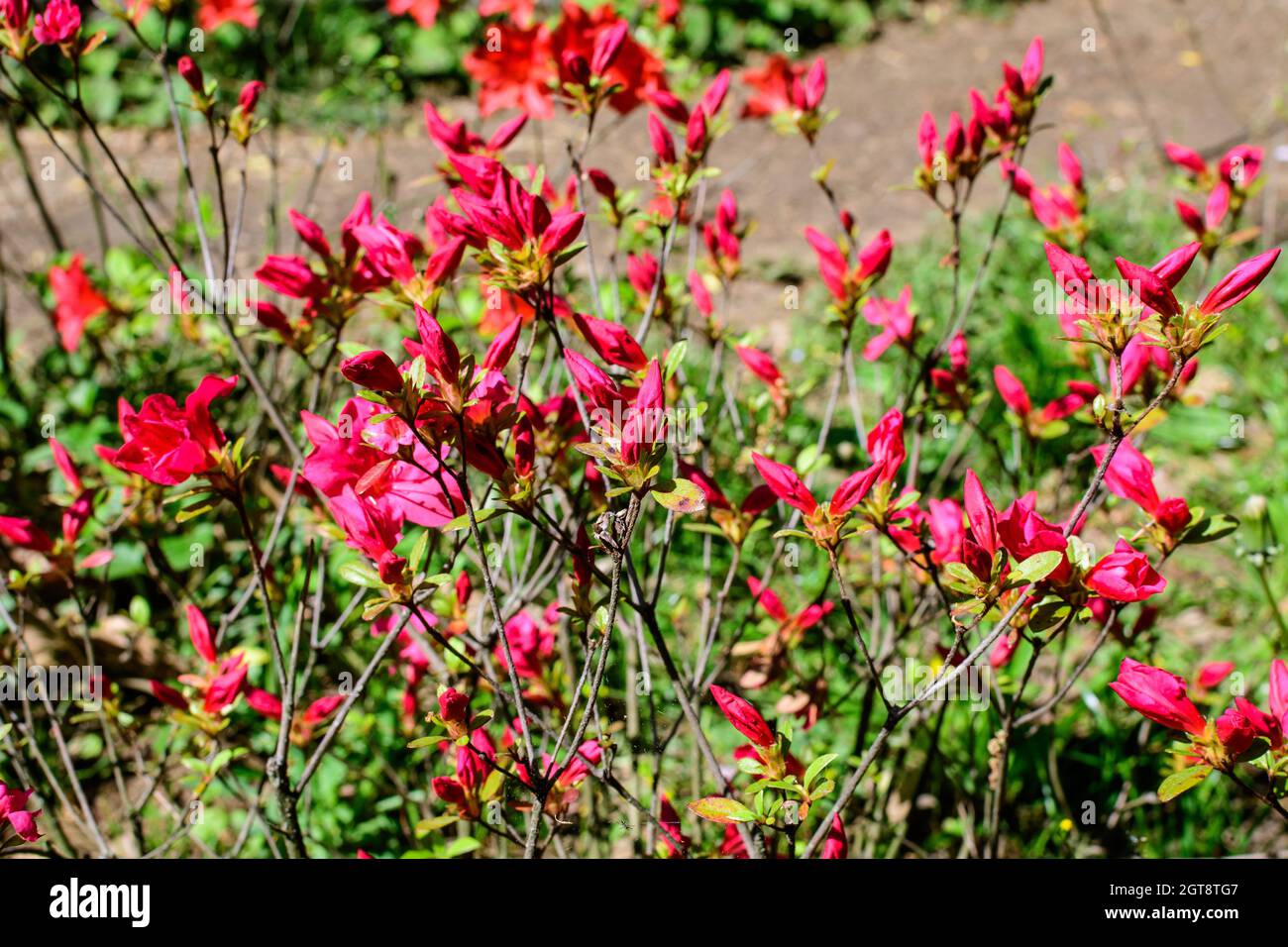 Bush of delicate vivid red flowers of azalea or Rhododendron plant in a sunny spring Japanese garden, beautiful outdoor floral background photographed Stock Photo