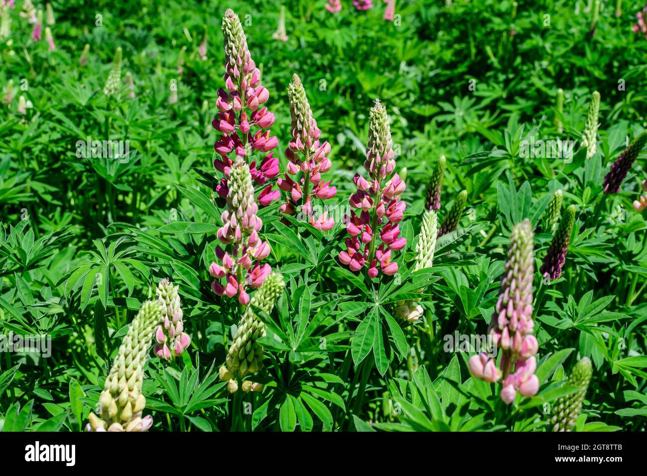 Close up of pink flowers of Lupinus, commonly known as lupin or lupine, in full bloom and green grass in a sunny spring garden, beautiful outdoor flor Stock Photo