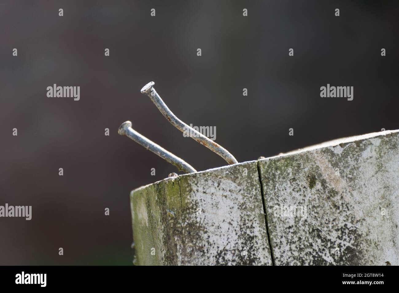 Nails hammered into a fence post on a plain background Stock Photo Alamy