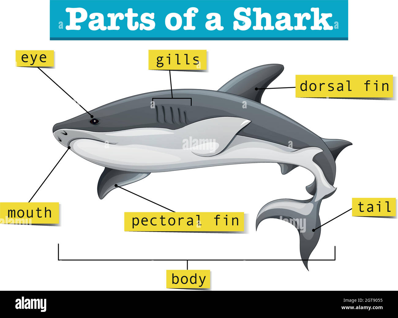 Diagram showing parts of shark Stock Vector