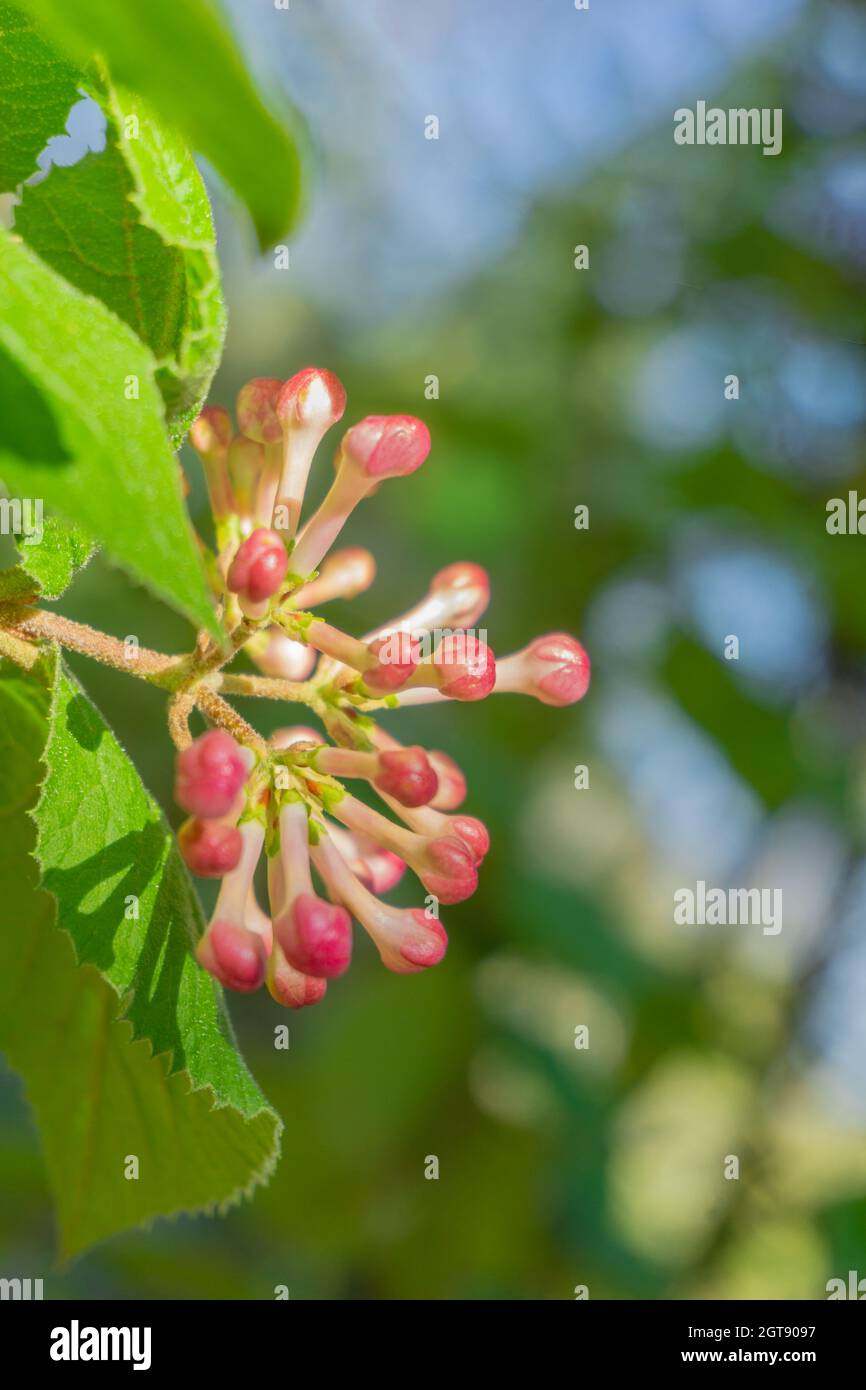 Close-up Of Red Flowering Plant In Front Of A Blurred Background Stock Photo