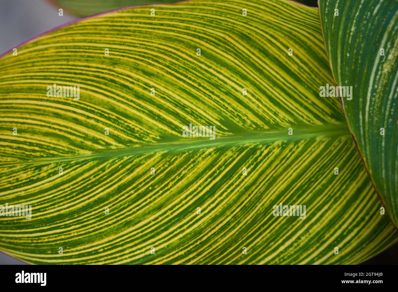 Tropical canna leaves background. Cannaceae. Canna lily leaf abstract. Stock Photo