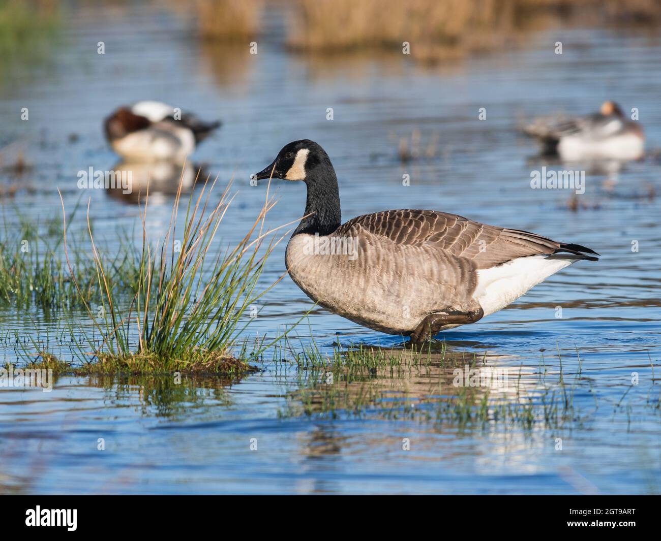 Canada Geese, Canada Goose, Branta Canadensis In Environment Stock Photo -  Alamy