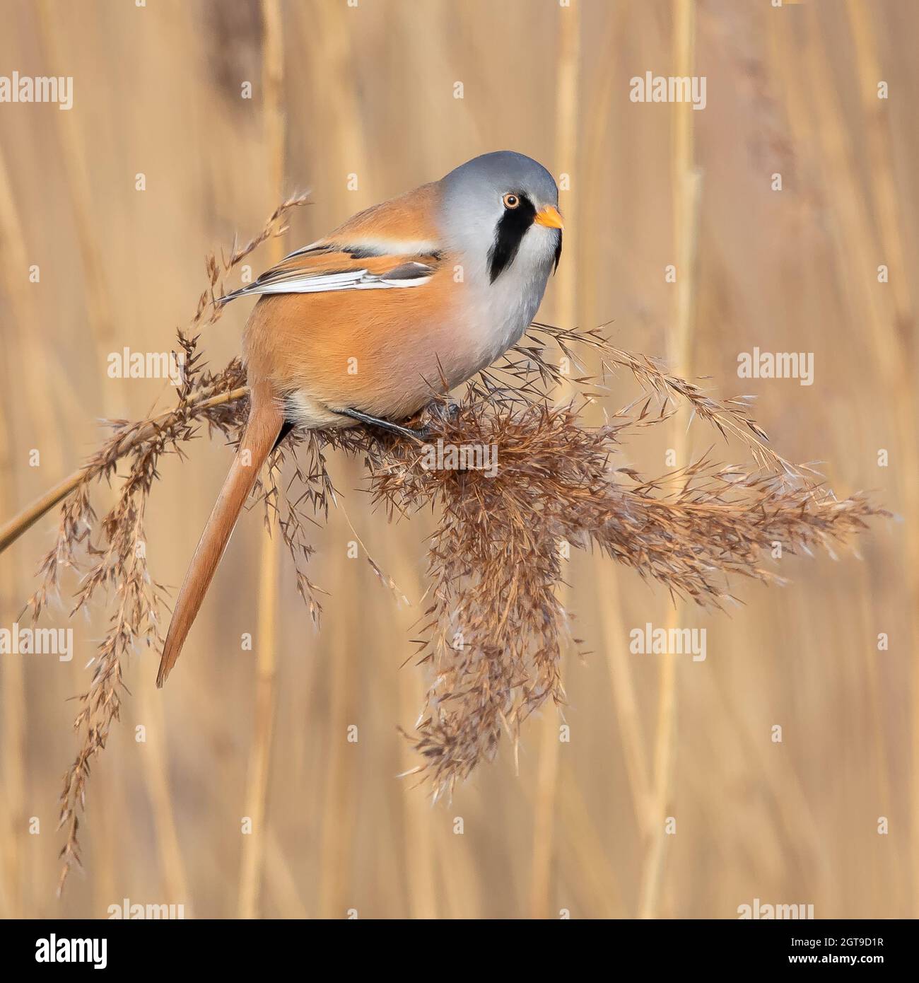 Close-up Of Bearded Reedling Perching On Reeds Stock Photo