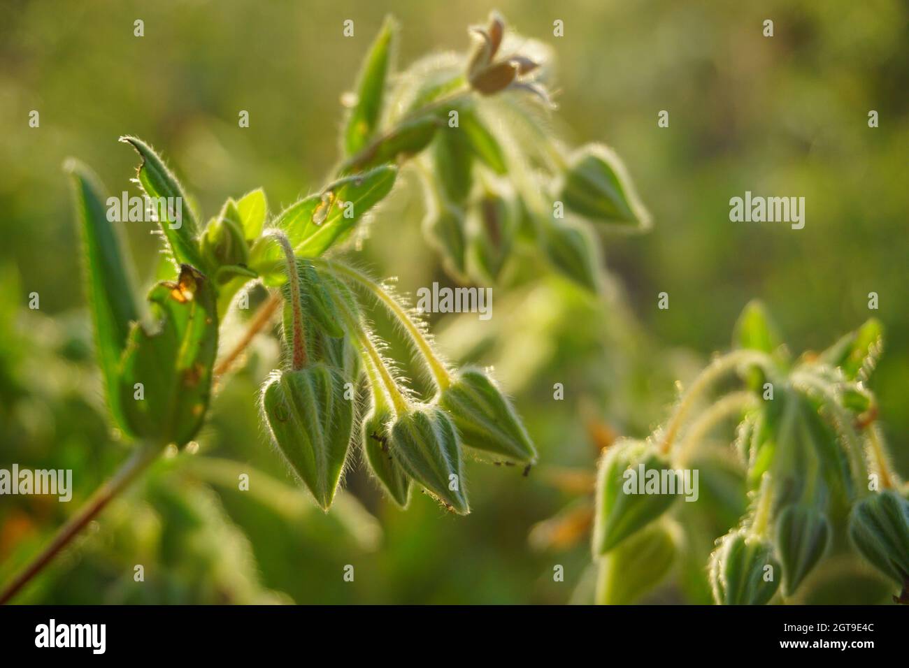 Close-up Of Plant Stock Photo
