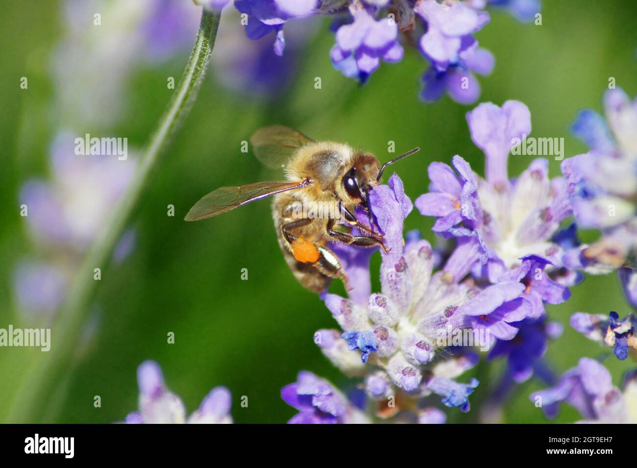 Close-up Of Bee Pollinating On Purple Flower Stock Photo