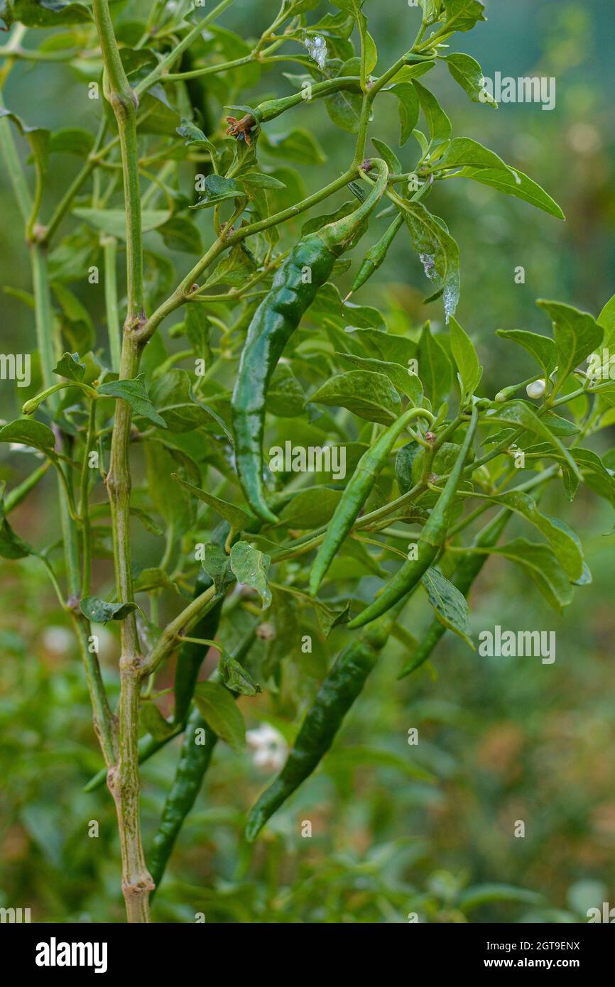 Chilli branch hi-res stock photography and images - Alamy