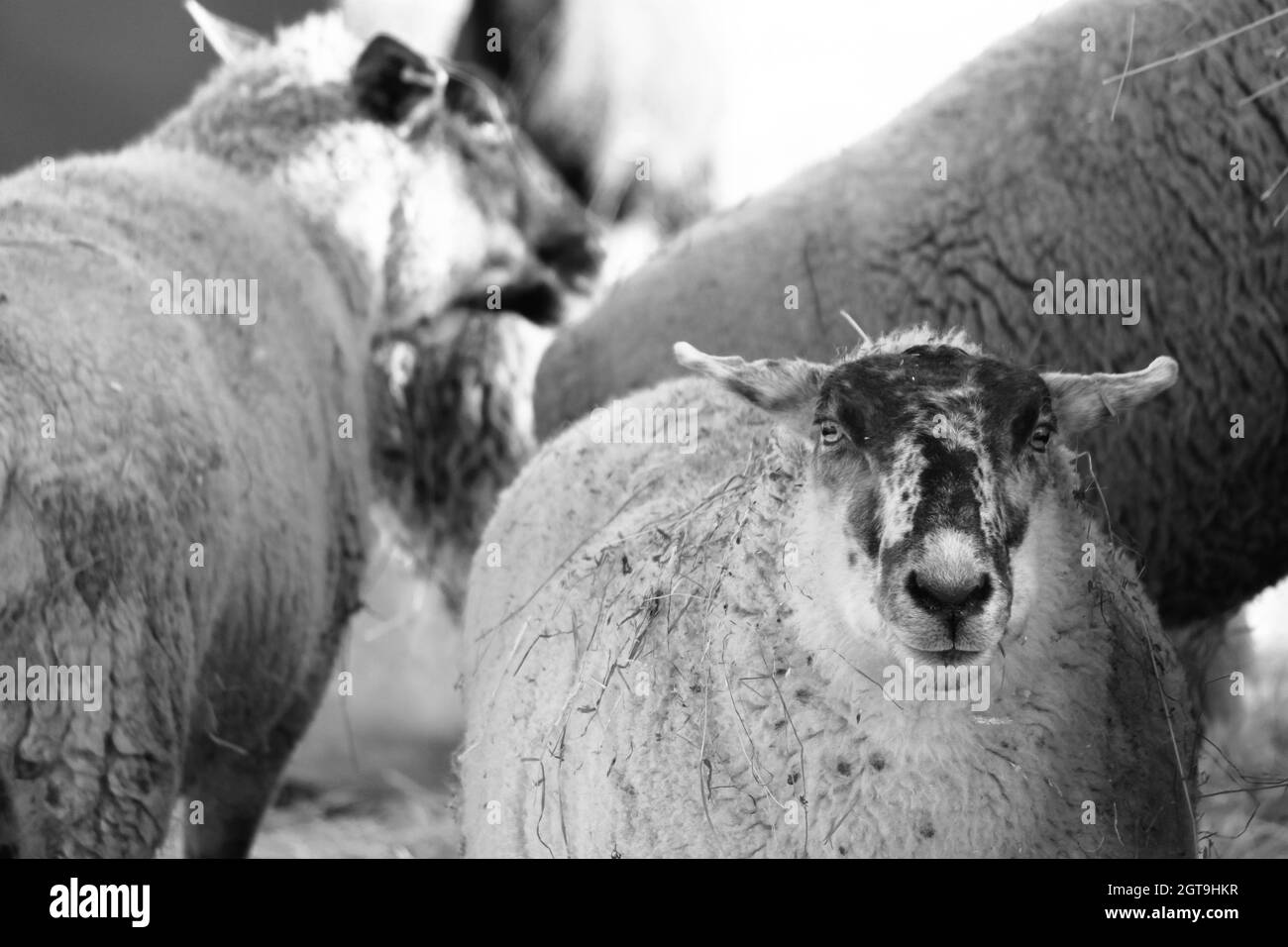 Portrait Of Sheep On Field Stock Photo - Alamy