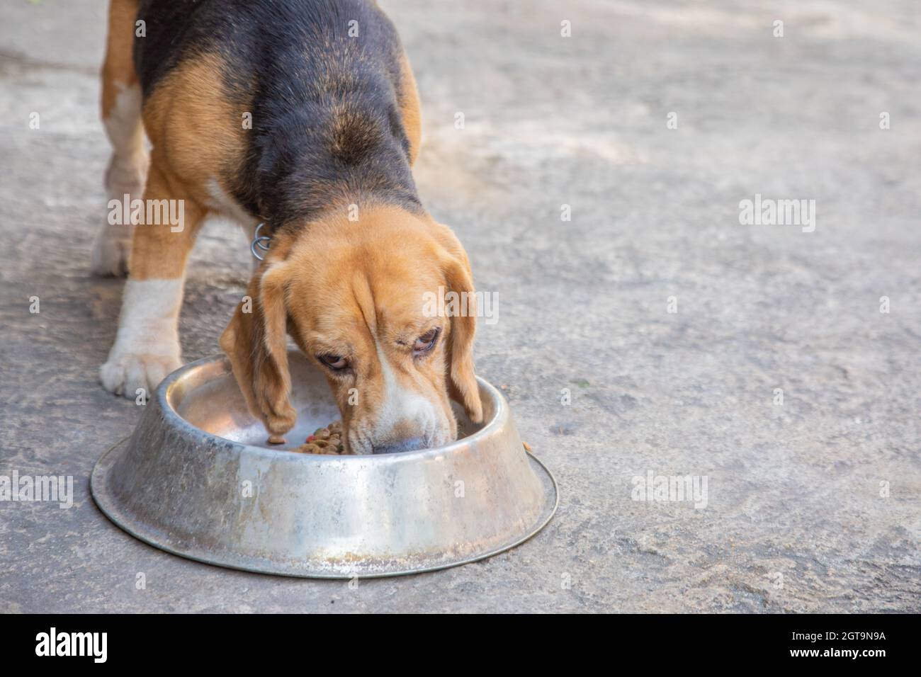 hungry beagle