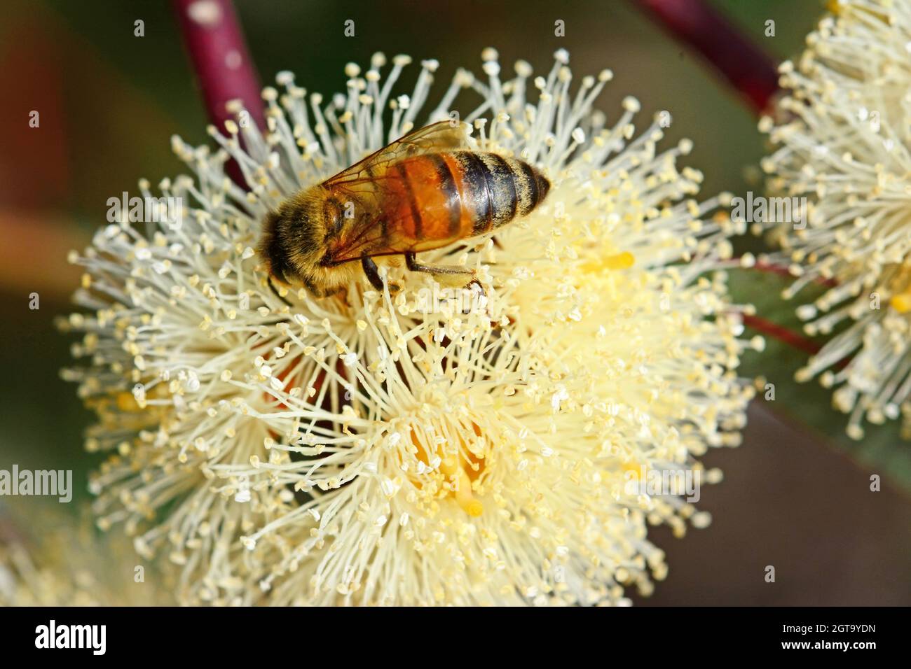 Eucalyptus blossom hires stock photography and images Alamy