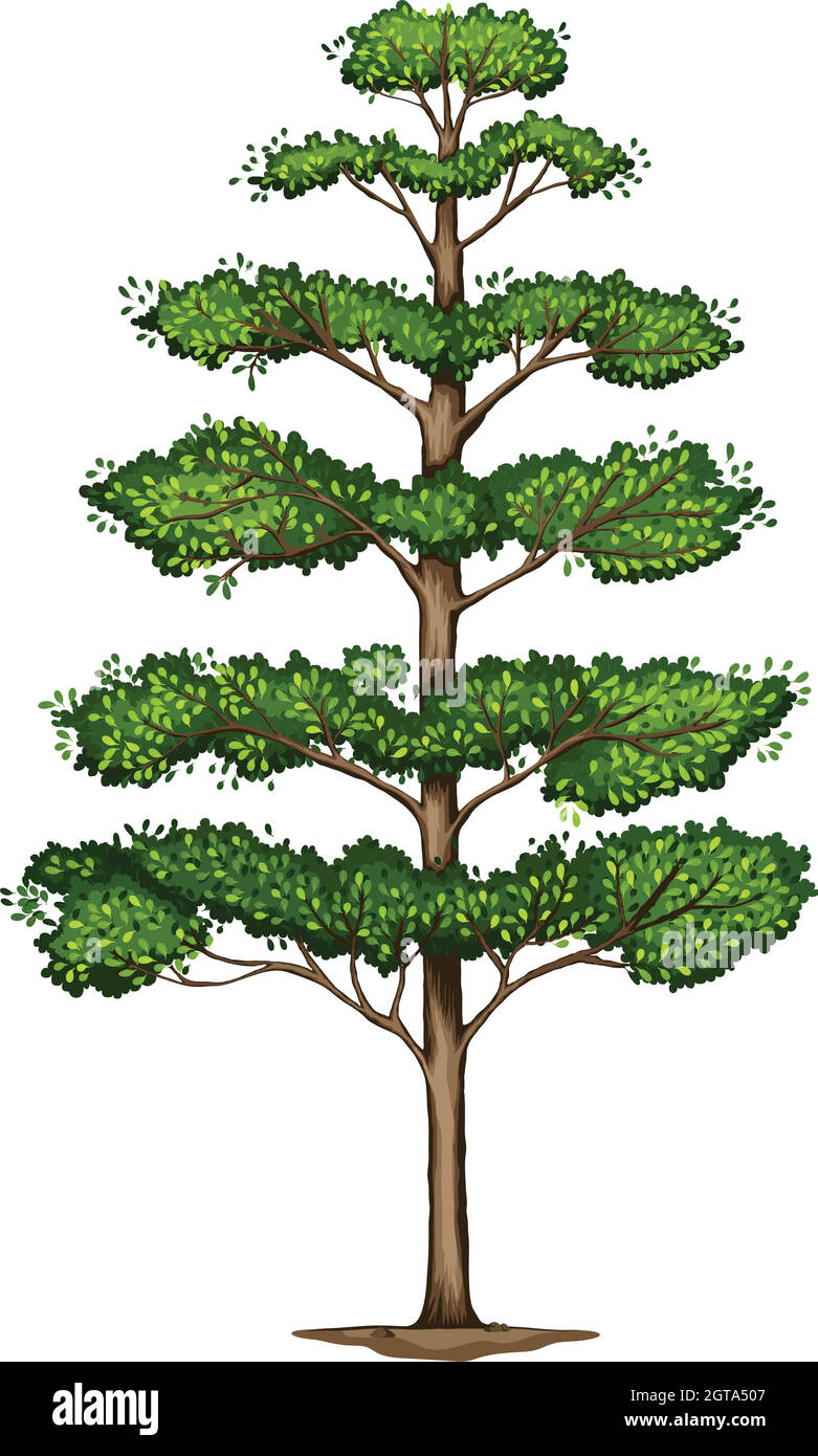 A Terminalia ivorensis tree Stock Vector
