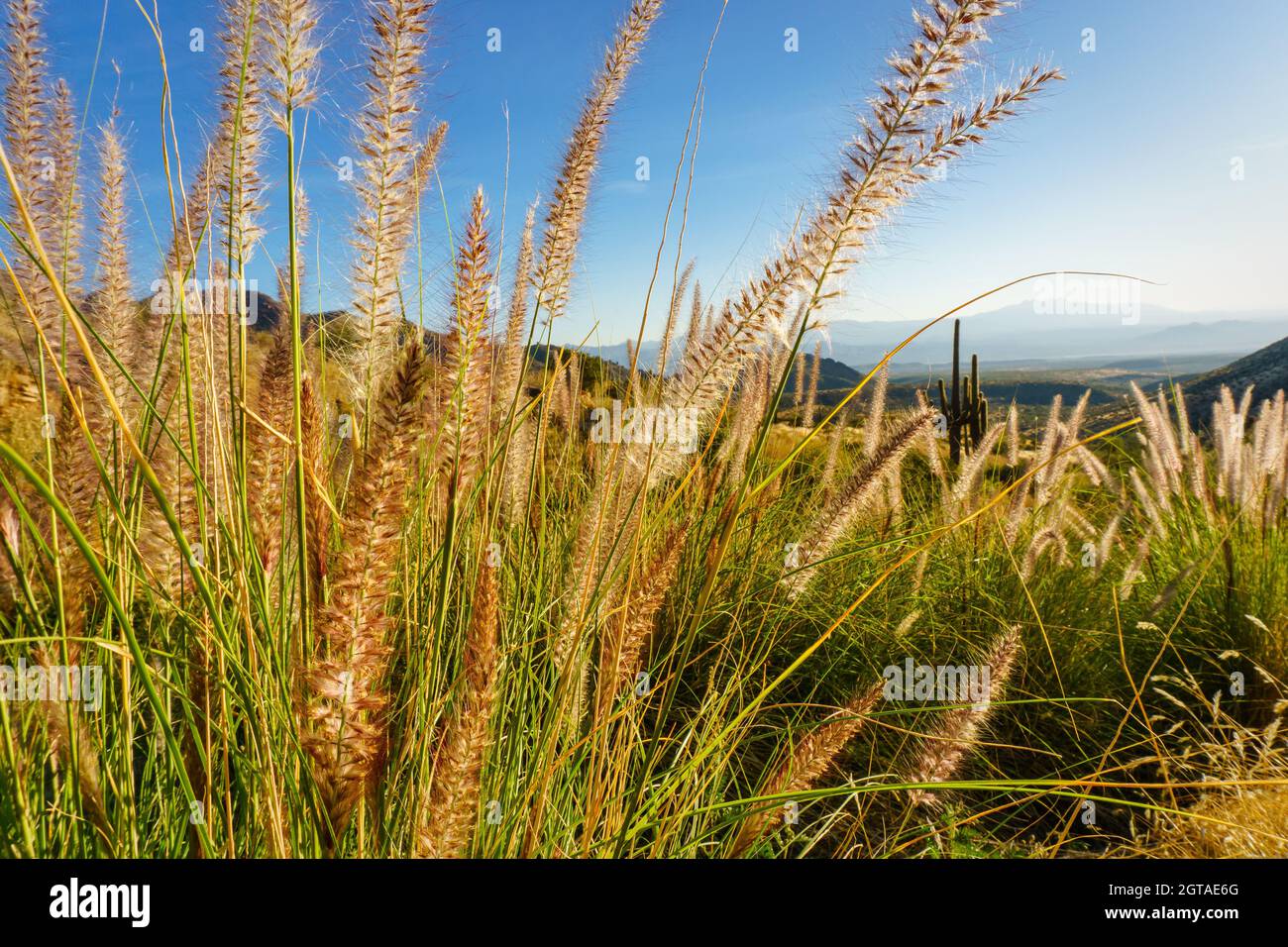 Close-up Of Crops Growing On Field Against Sky Stock Photo