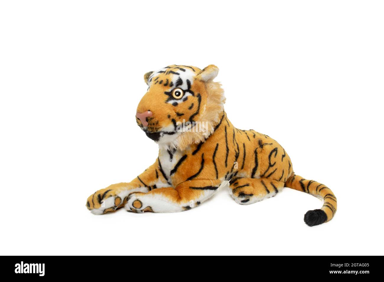 a tiger lying on the ground with white background Stock Photo