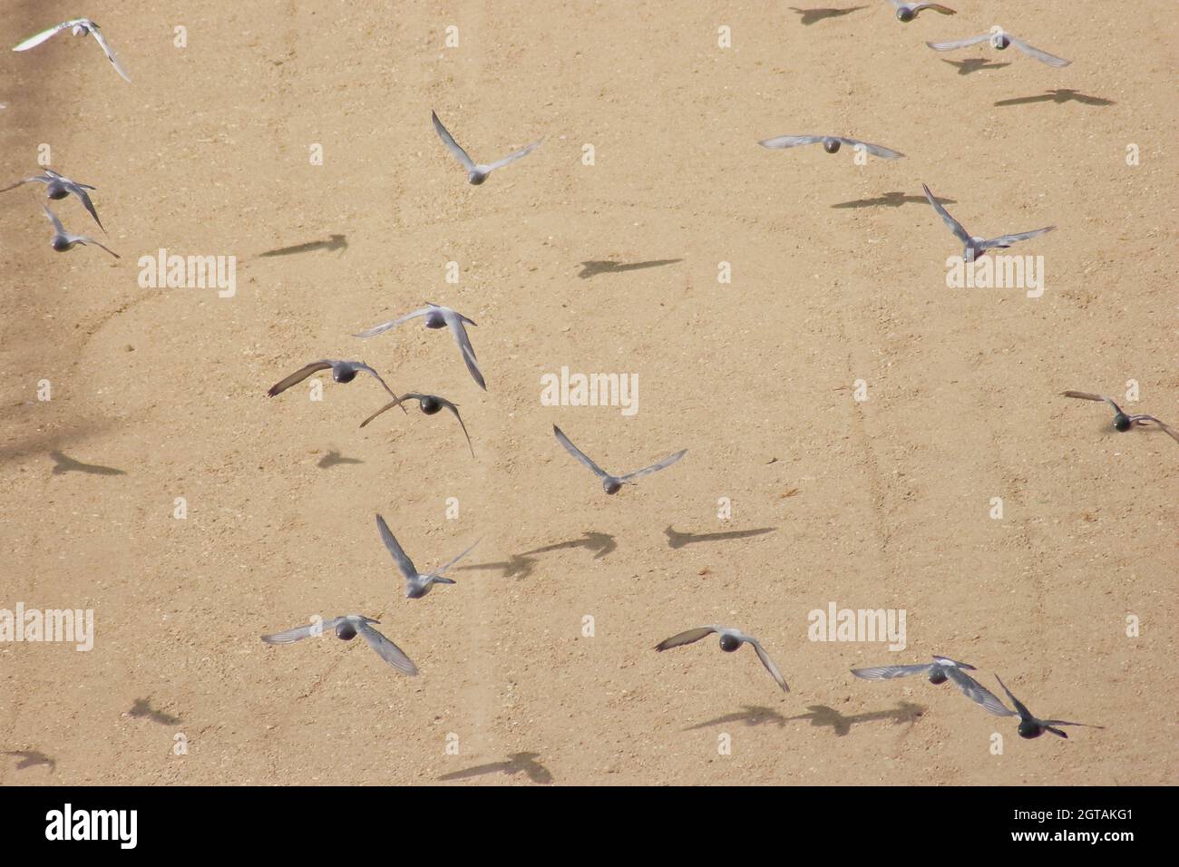 High Angle View Of Birds Flying Stock Photo