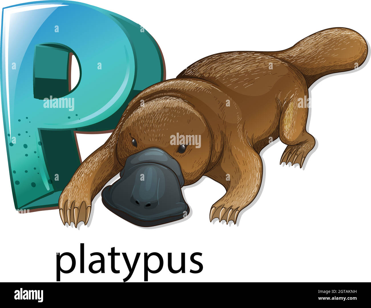 A letter P for platypus Stock Vector