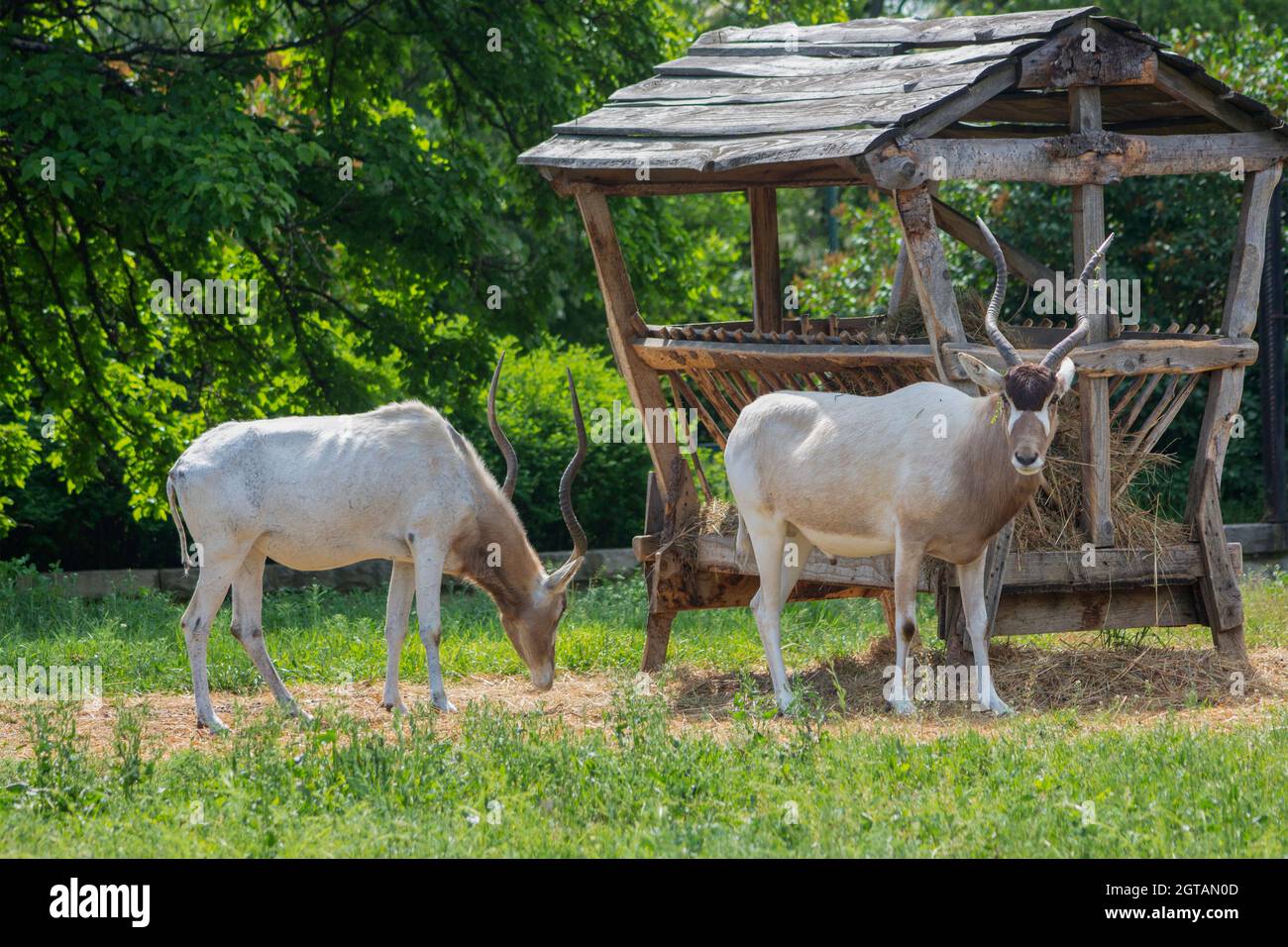 Two Antelopes Standing In A Field Stock Photo Alamy