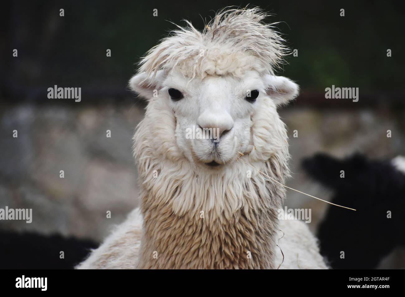 Alpaca headshot hi-res stock photography and images - Alamy