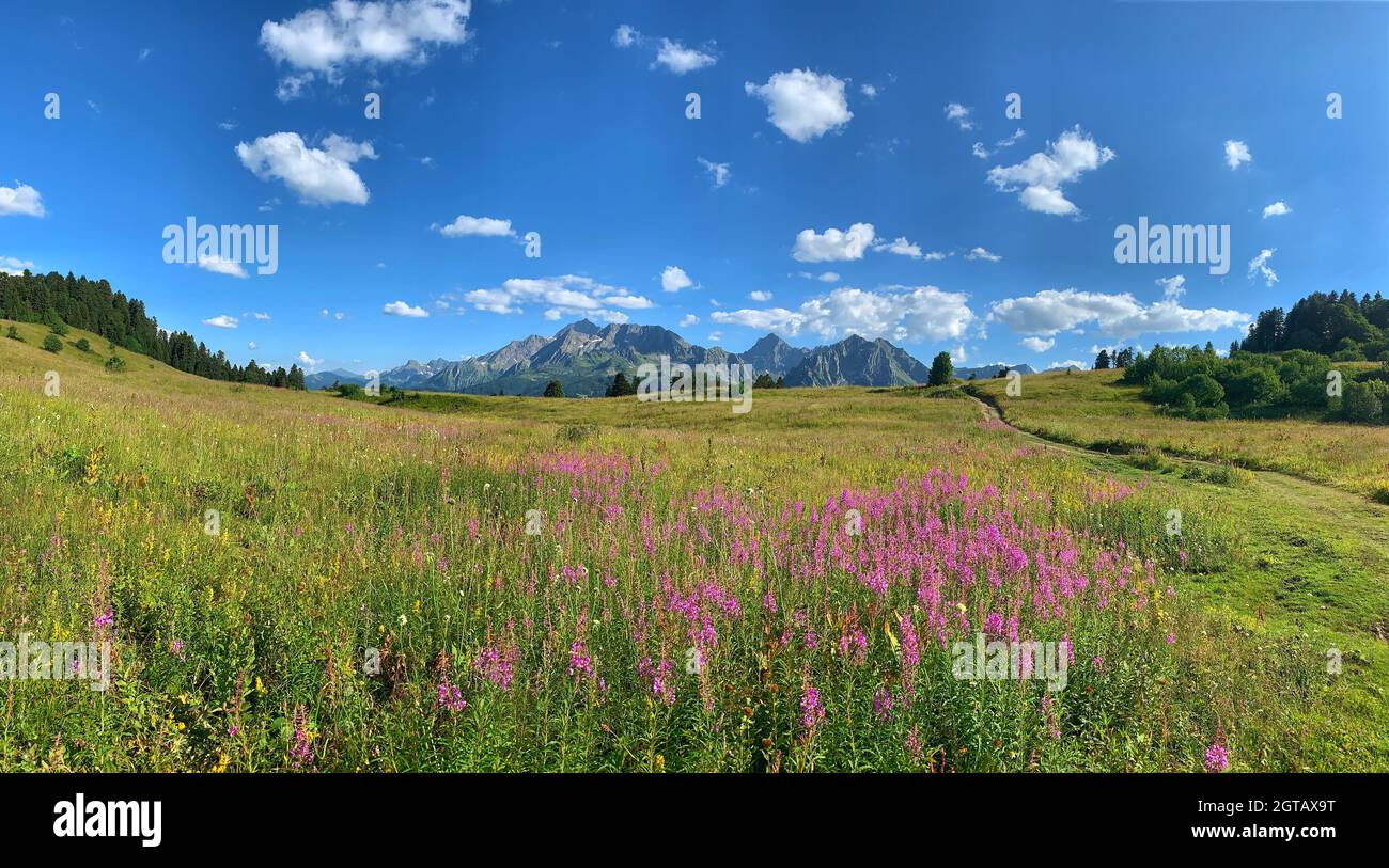 Scenic View Of Flowering Plants On Field Against Sky Stock Photo
