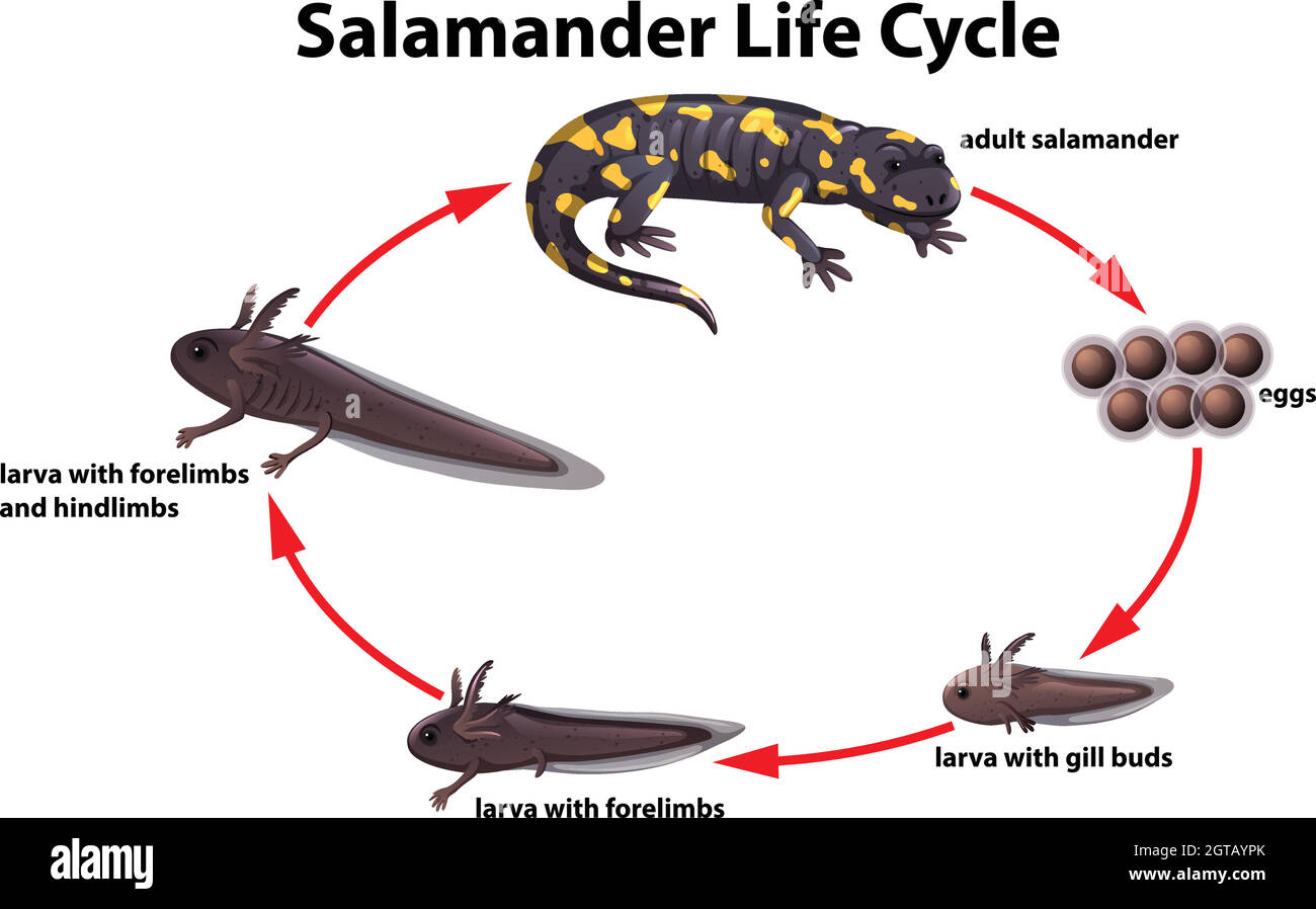 Salamander Life Cycle Concept Stock Vector Image Art Alamy Salamander Life Cycle Concept Stock Vector Image Art Alamy
