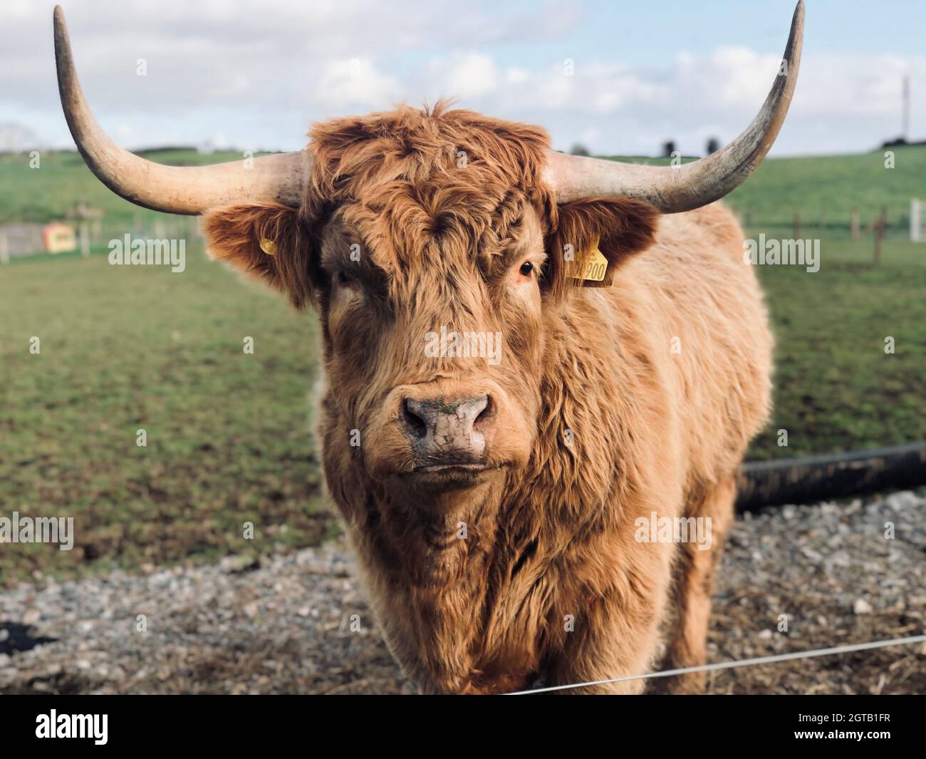 Portrait Of Highland Cattle On Field Stock Photo