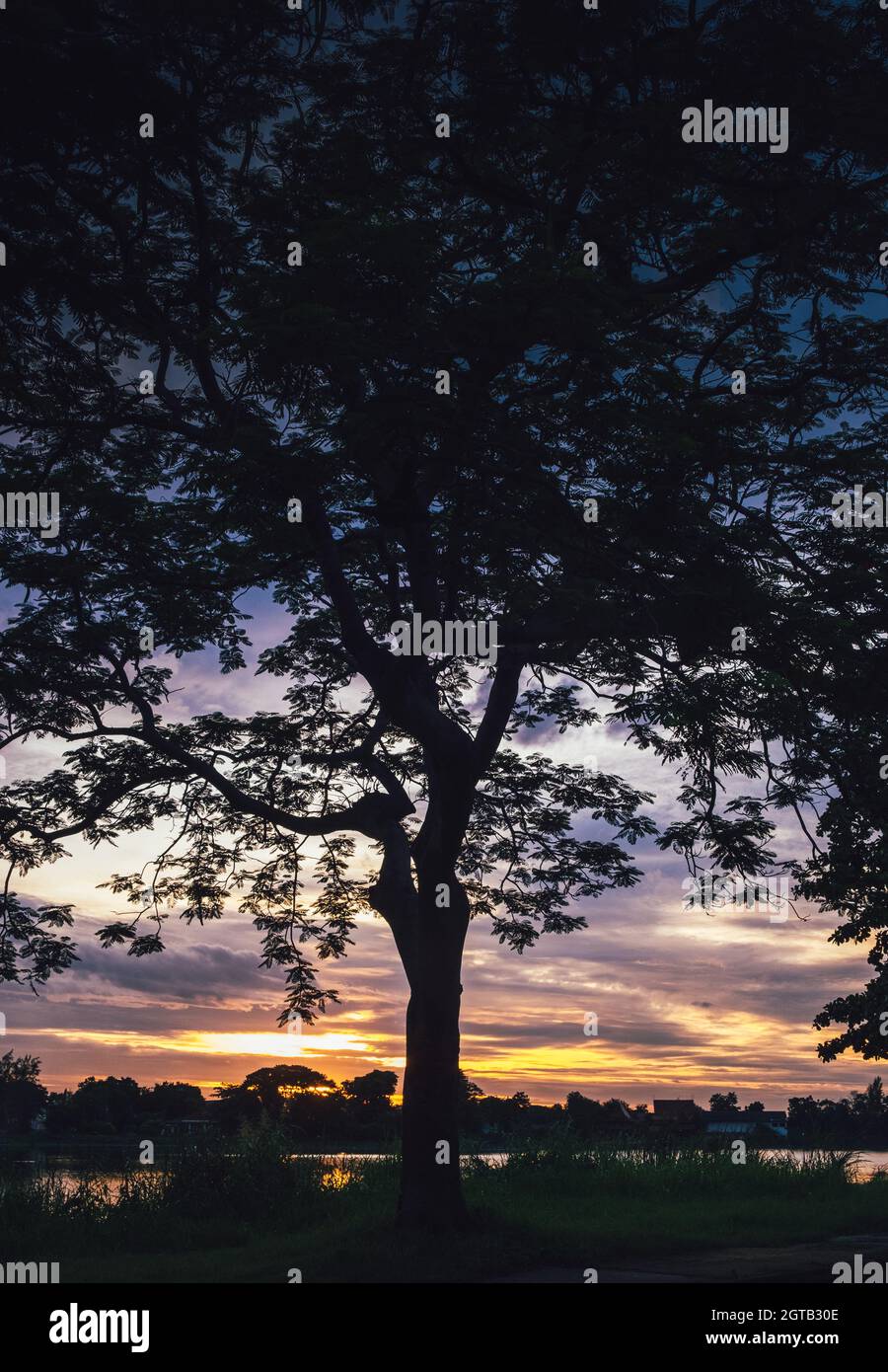 Tree silhouette at sunset next river lake beautiful nature landscape ...