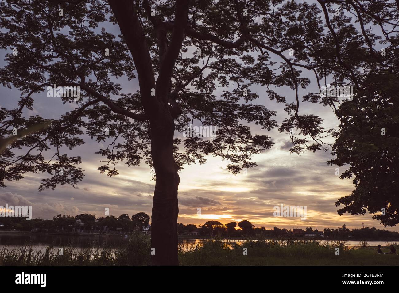 Tree silhouette at sunset next river lake beautiful nature landscape ...