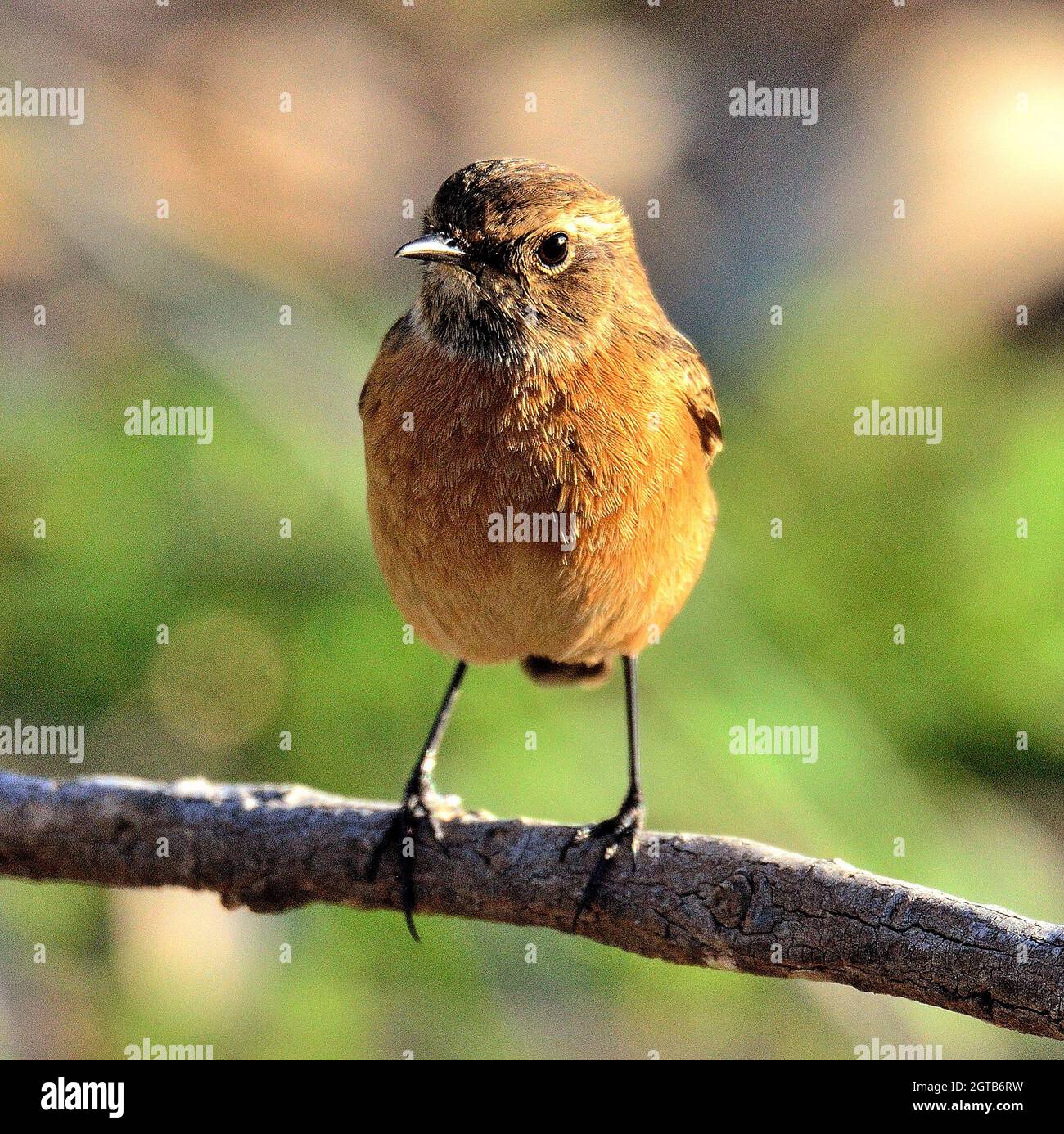 Close-up Of Bird Perching On Branch Stock Photo